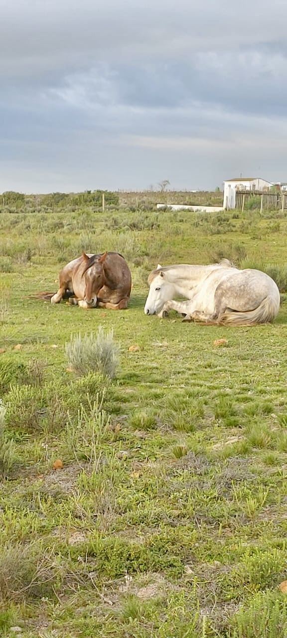 0 Bedroom Property for Sale in Swellendam Rural Western Cape
